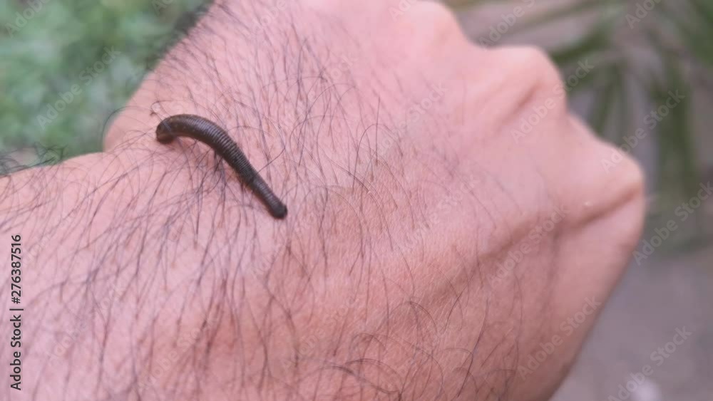 The Leech Stuck To The Arm Of A Young Man, Travelers trekking the rainy season of Southeast Asia The Leech Stuck To The Arm Of A Young Man, Travelers trekking the rainy season of Southeast Asia