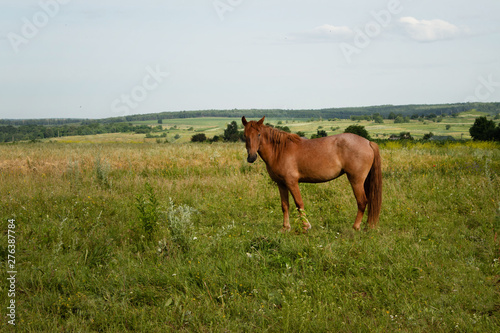 Horse grazing in a meadow against a background of agricultural fields and forests on the horizon.