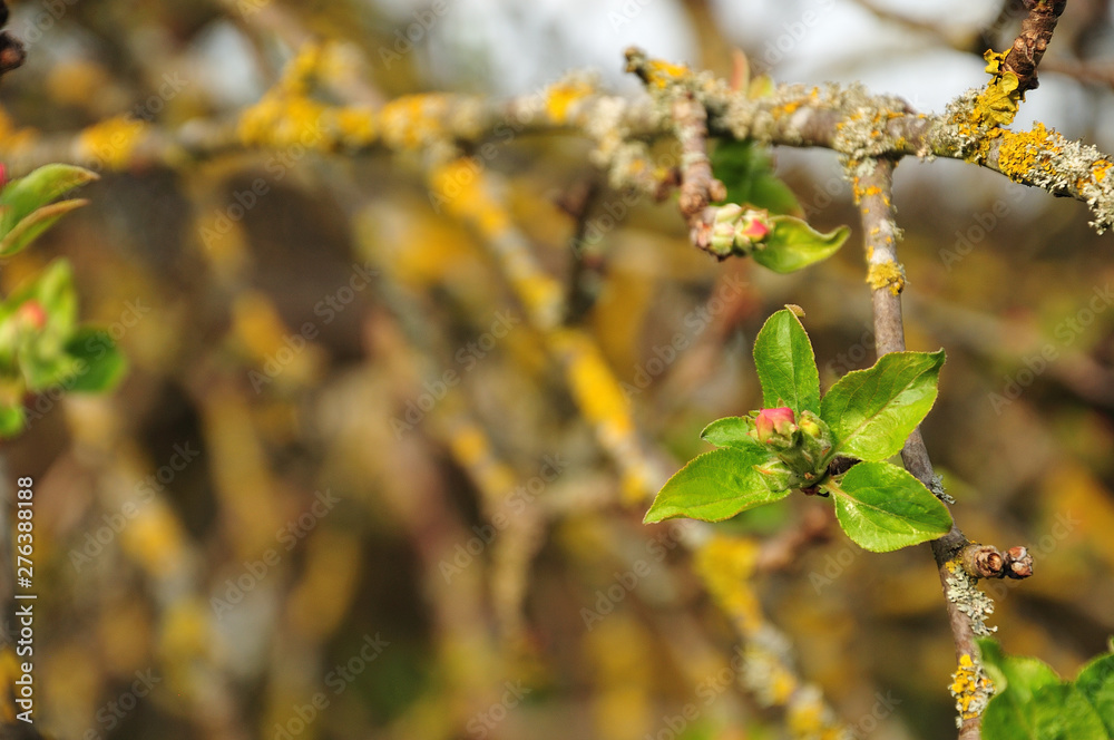 twig of an apple tree grown with lichens twig of an apple tree grown with lichens