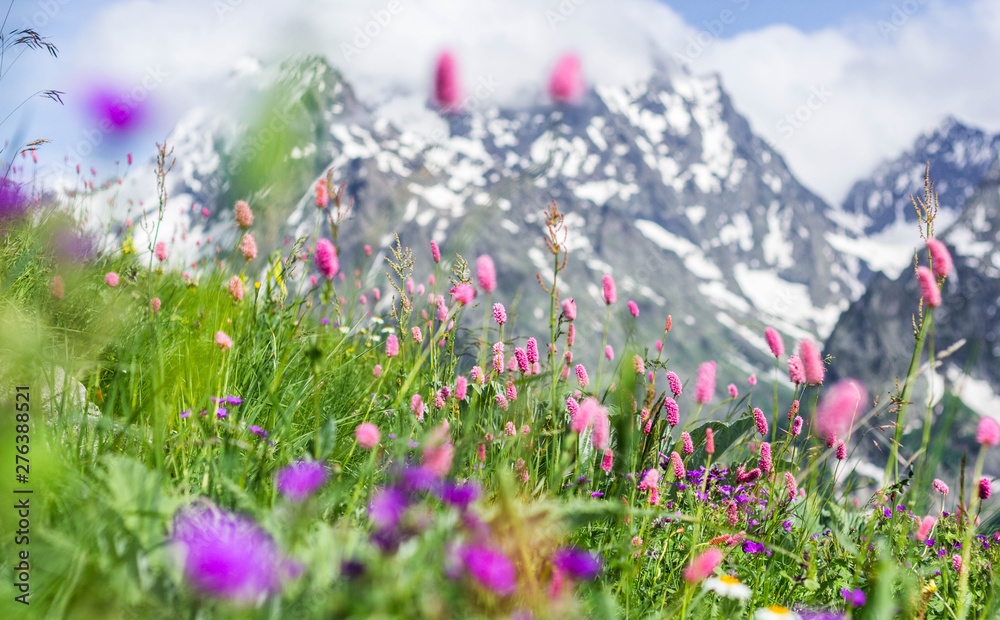 Obraz premium Field with flowering plants, herbs and flowers on Dombai in summer against the mountains with snow-capped peaks