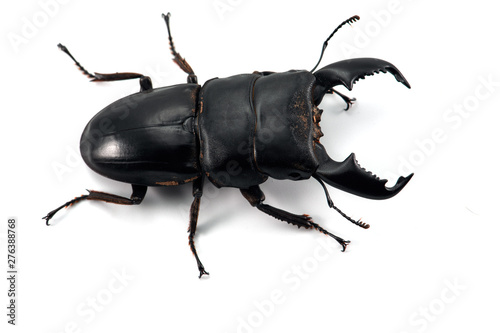Giant Stag Beetle isolated on white background