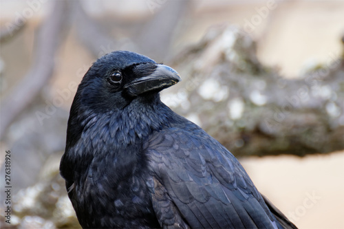 black crow portrait