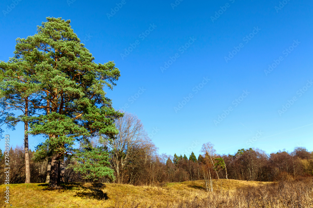 Two green pines on the background of the autumn forest. Two green pines on the background of the autumn forest.