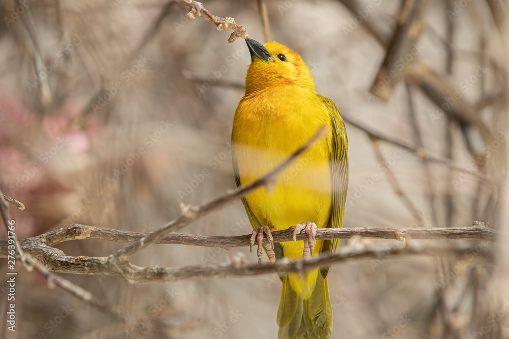 Obraz premium Golden Weaver is perched high on a sunny day watching the activity nearby