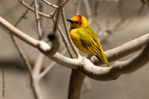 Golden Weaver is perched high on a sunny day watching the activity nearby