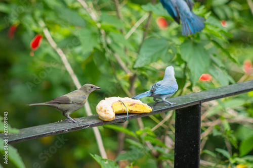  Beautiful tile bird eating banana- Thraupis episcopus photo