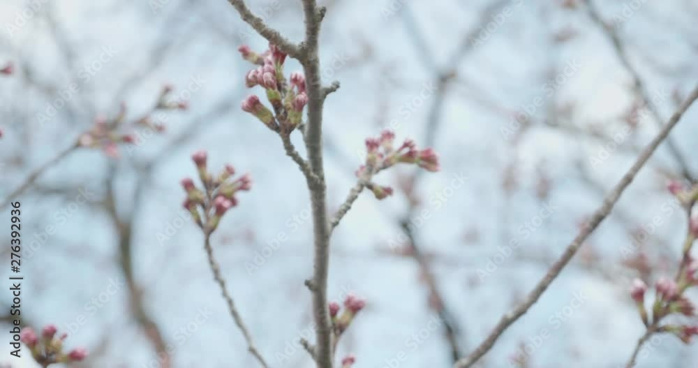 Pink Sakura budding during cherry blossom season in Japan as camera pans around the flowers in close-up against a bright sky Pink Sakura budding during cherry blossom season in Japan as camera pans around the flowers in close-up against a bright sky