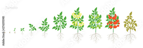 Growth stages of Tomato plant. Solanum lycopersicum. Ripening period. Greenhouses life cycle of the tomatoes bush harvest. Root system. Animation progression.