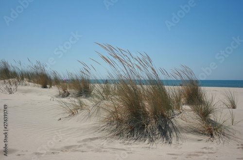 Fototapeta Naklejka Na Ścianę i Meble -  Dunes and golden sand Spanis beach Huelva