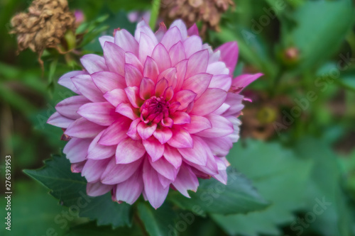 Pink flower in the garden