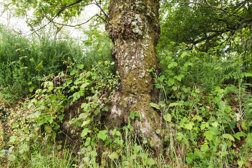 Old tree trunk and wild vegetation