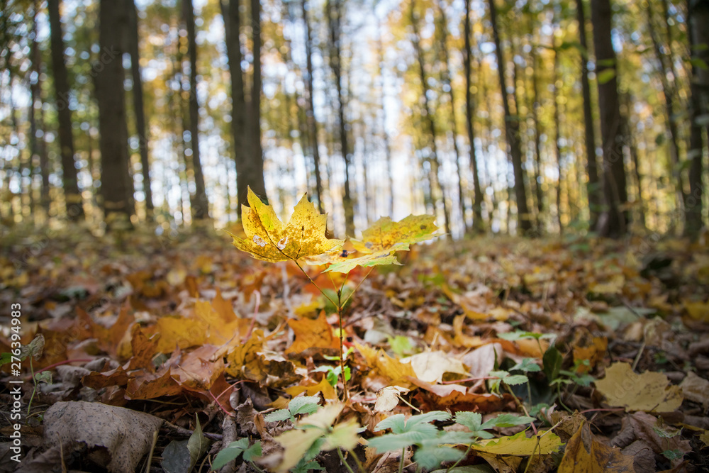 sprout of young maple tree in clearing in forest in autumn