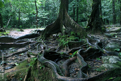 Thick tree roots spreading across the ground in a tropical forest, close up view