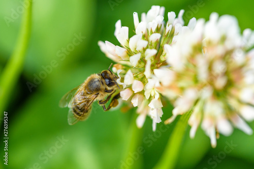 Bee collects honey on wildflowers. Photographed close-up. © shymar27