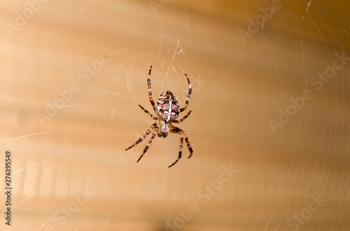Clouse up braun spider hanging on a white cobweb. Soft focus. copy spase.