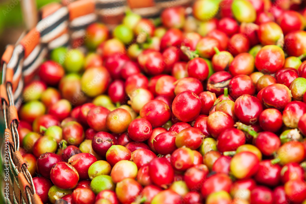 Fresh and ripe Arabica coffee berries in basket. Fresh and ripe Arabica coffee berries in basket.