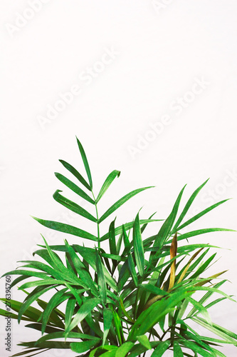 houseplant green mini palm tree dracaena against a gray wall with space for text  © Наталия Чубакова