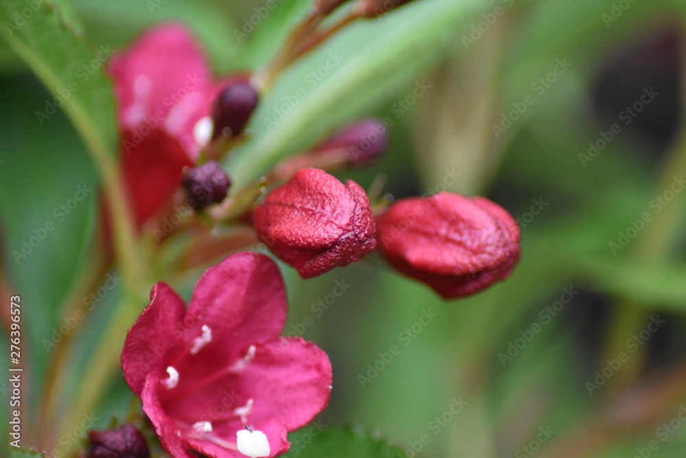 Blüten einer Weigelie (Weigela) Blüten einer Weigelie (Weigela)