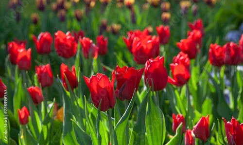 beautiful tulips under the sun
