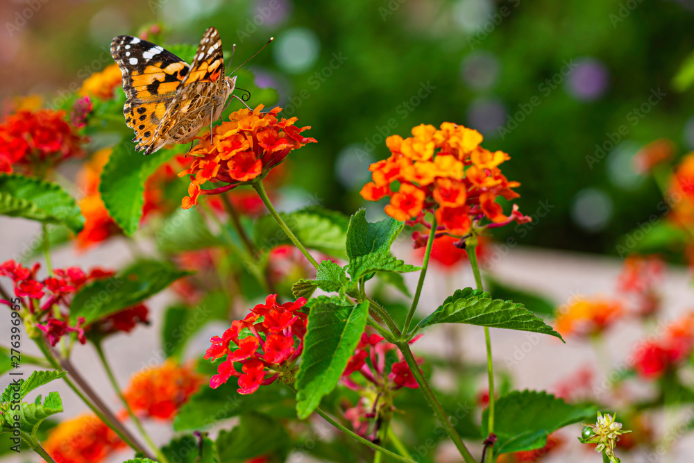 Painted lady butterfly, Vanessa cardui, adult on red dahlia flowers in summertime Painted lady butterfly, Vanessa cardui, adult on red dahlia flowers in summertime