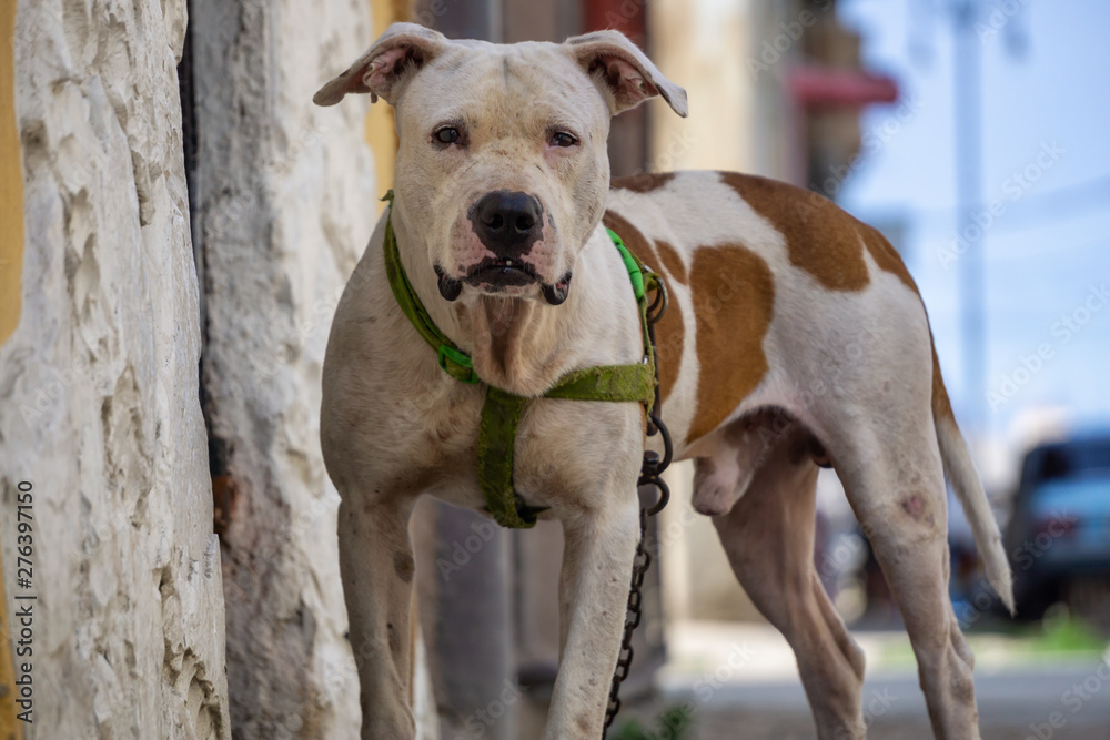 Cute little dog in the Streets of Old Havana City, Capital of Cuba, during a sunny day.