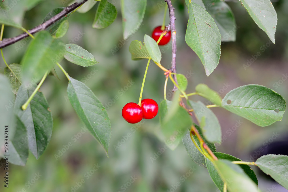 cherries on a tree branch with green leaves