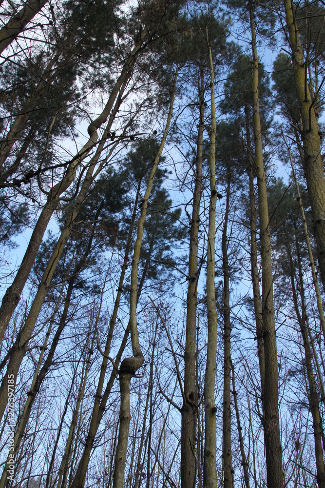 Fototapeta premium Tall trees rise towards the sky.