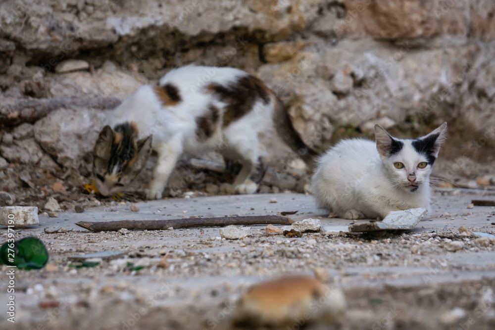 Fototapeta premium Dirty, homeless little kitty cat in the Streets of Old Havana City, Capital of Cuba, during a sunny day.