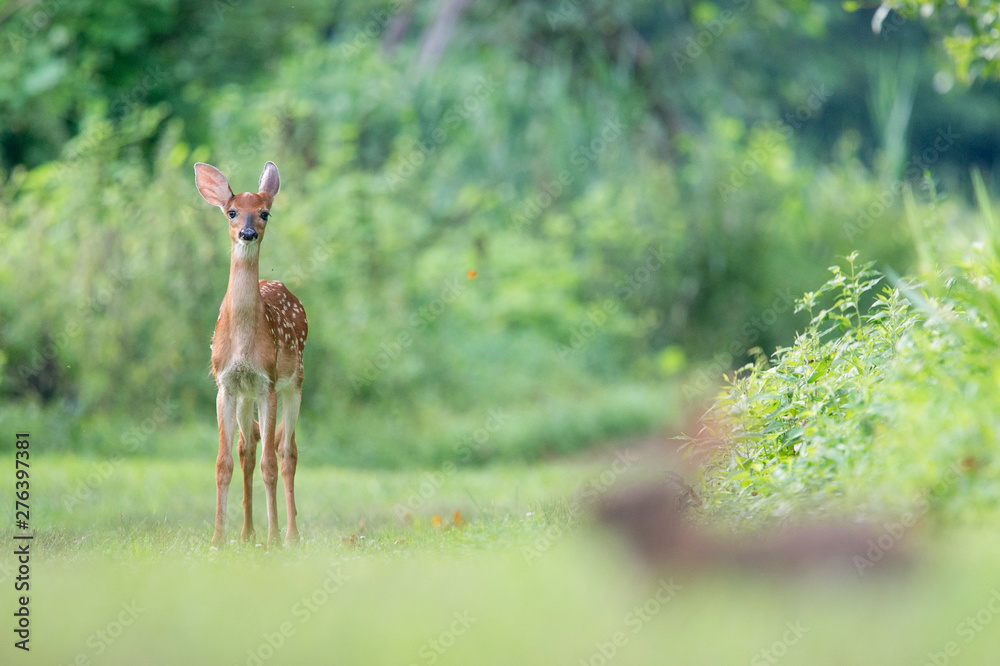 Whitetail Deer Fawn in the Grass Whitetail Deer Fawn in the Grass