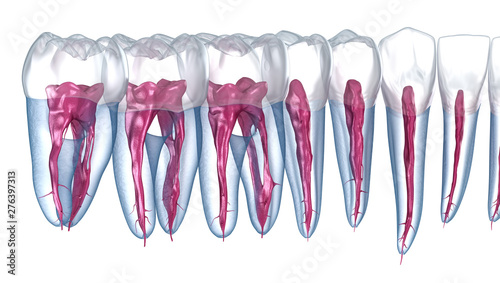 Dental root anatomy, Xray view. Medically accurate dental 3D illustration photo