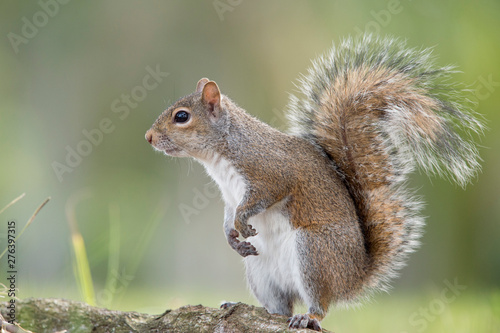 Squirrel Posed on Hind Legs © rayhennessy