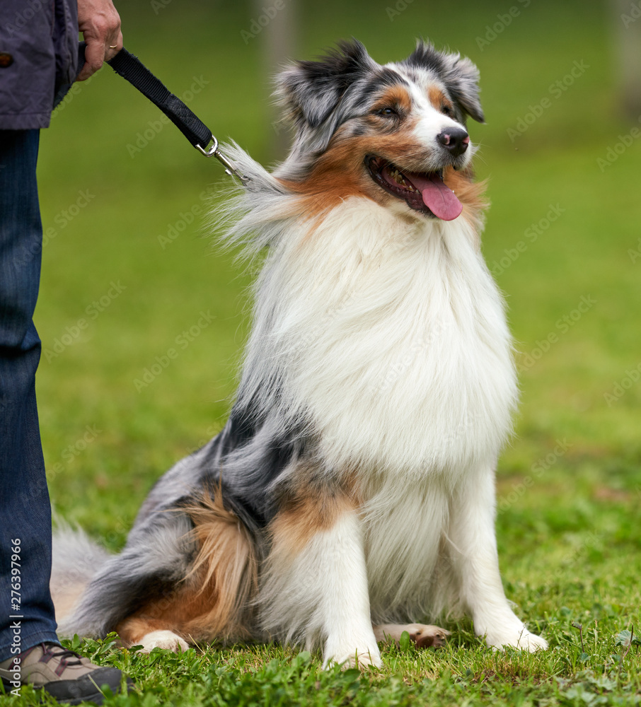 Dog portrait - Pure-breed Australian Shepherd waiting for action in an agility field/course