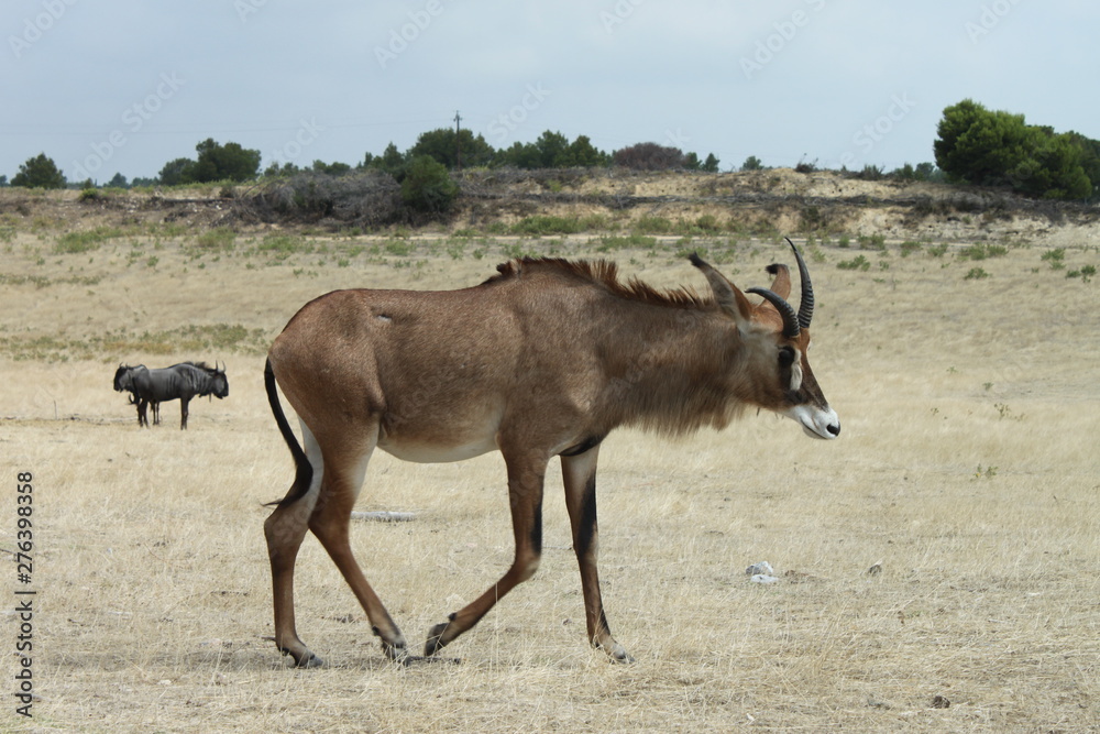 Fototapeta premium African antelope in the reserve