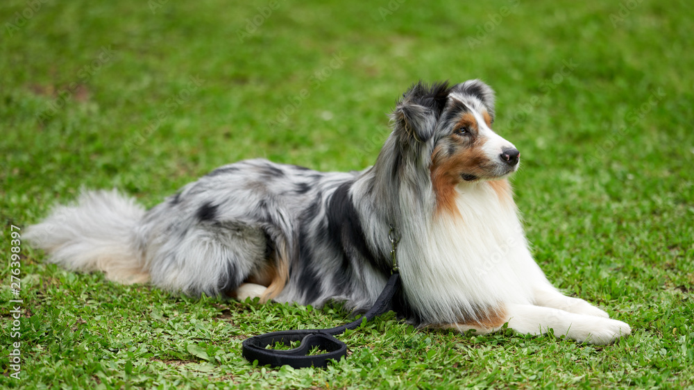 Dog portrait - Pure-breed Australian Shepherd waiting in an agility field/course