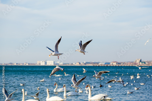 Wildlife in winter season. Seagulls fly in free. white swans swim on the ice-free sea. Beautiful wildlife concept 