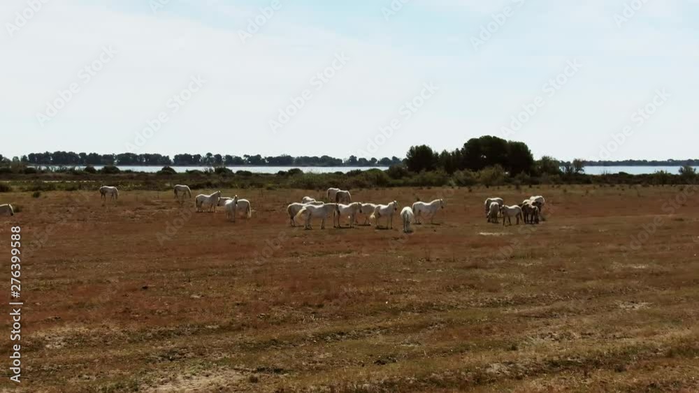 Aerial view of horses in the Camargue France Aerial view of horses in the Camargue France