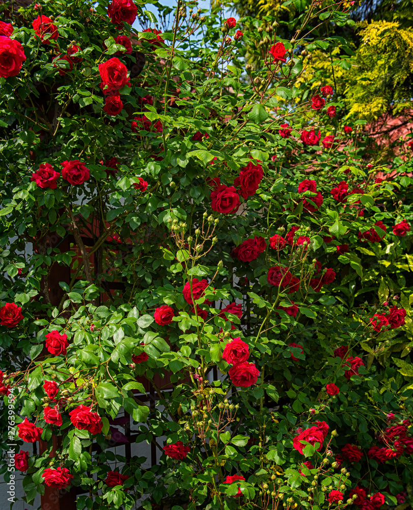 Roses in the garden in summer