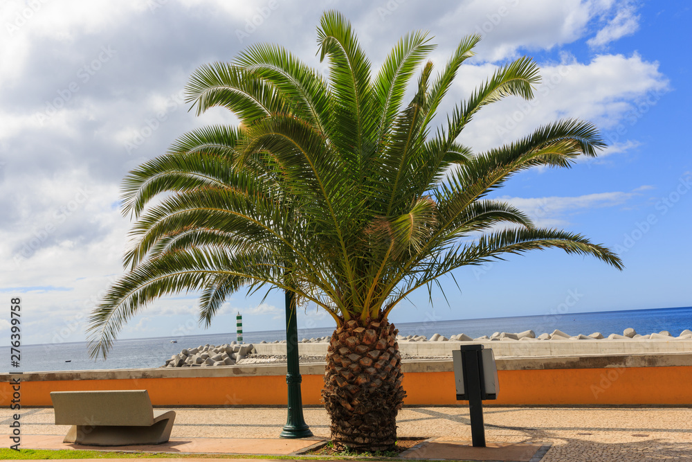 Fototapeta premium Madeira Funchal palm