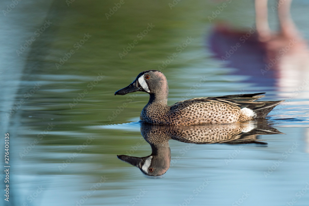 Obraz premium Blue-winged Teal Swimming with Reflection