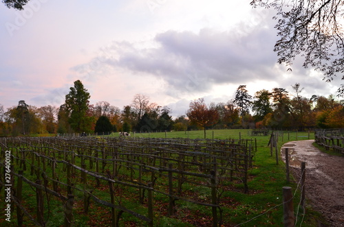 vineyard in france