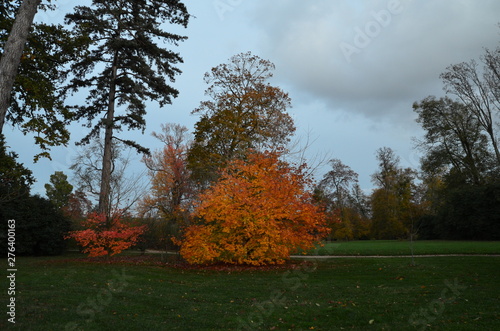autumn in the park