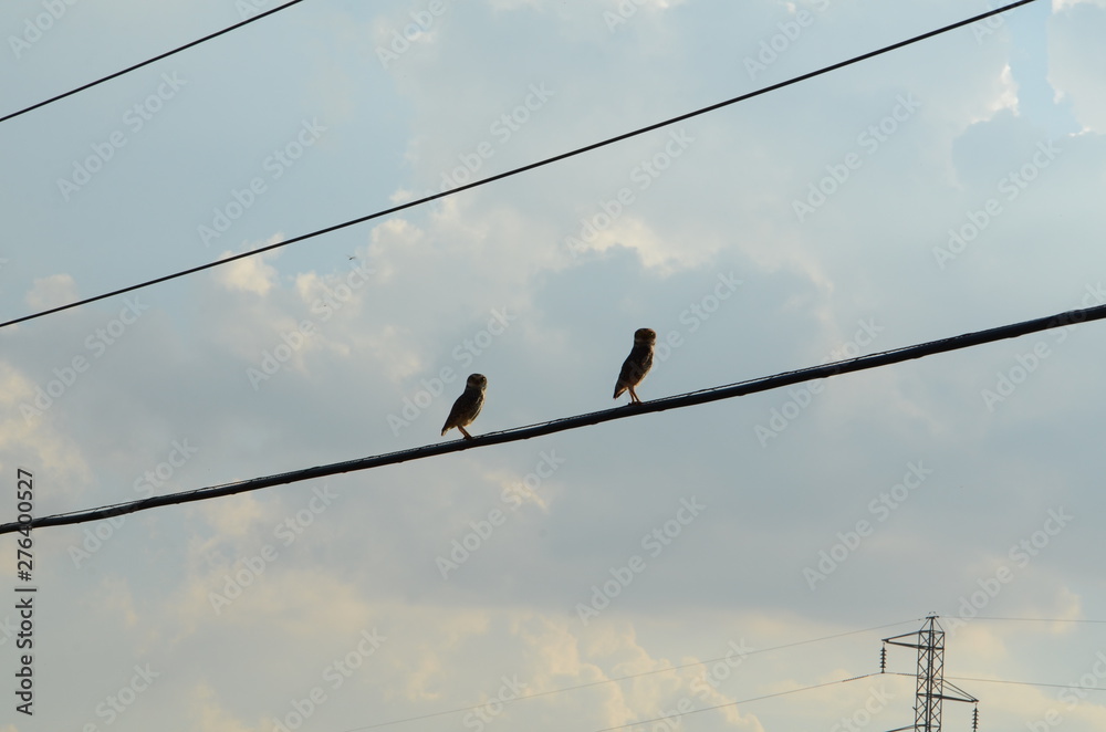 Religião, vegetação, paisagem, por-do-sol, fauna, flora, noite, nuvem, coruja