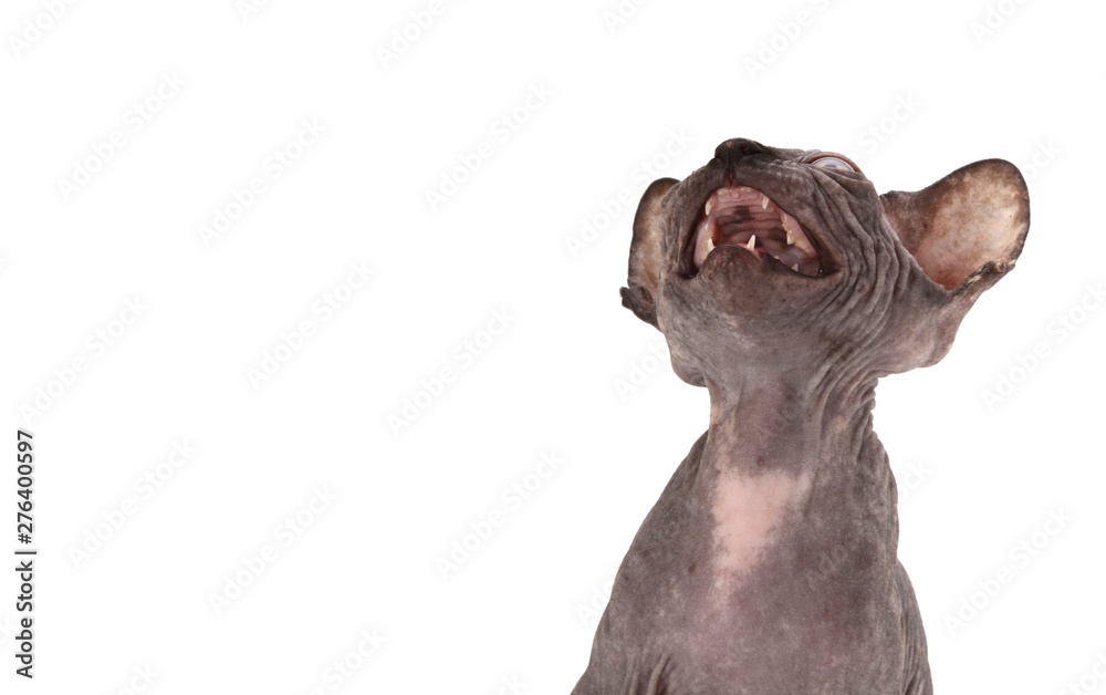 Fototapeta premium Bald Cat (kitten) Sphinx (Sphynx) on white background.