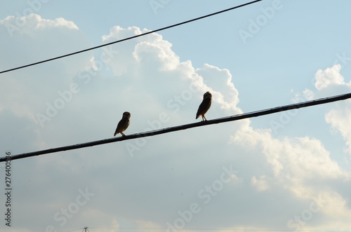 Religião, vegetação, paisagem, por-do-sol, fauna, flora, noite, nuvem, coruja photo