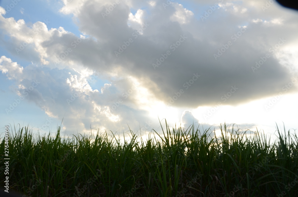 Religião, vegetação, paisagem, por-do-sol, fauna, flora, noite, nuvem, coruja