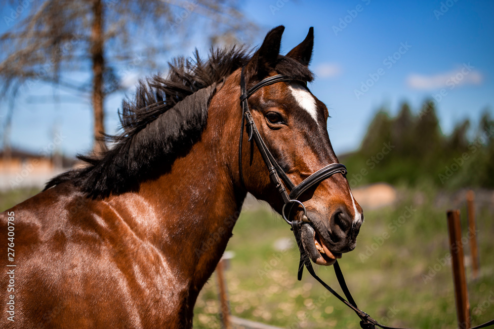 Brown Horse for a walk Brown Horse for a walk
