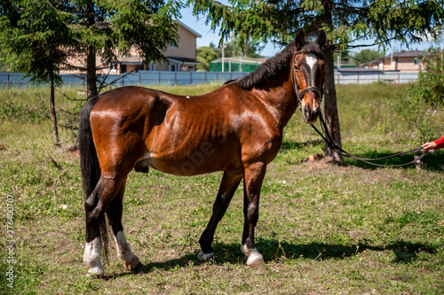 Brown Horse for a walk