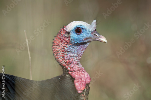 Turkey Close-up Portrait