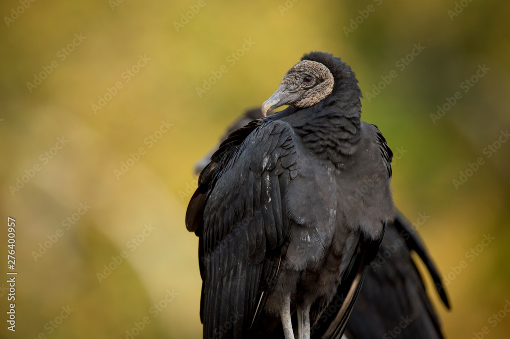 Fototapeta premium Black Vulture Portrait on Yellow
