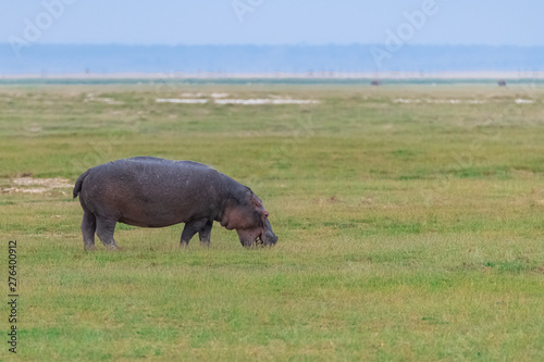 Hippopotamus walking on the grass in Africa